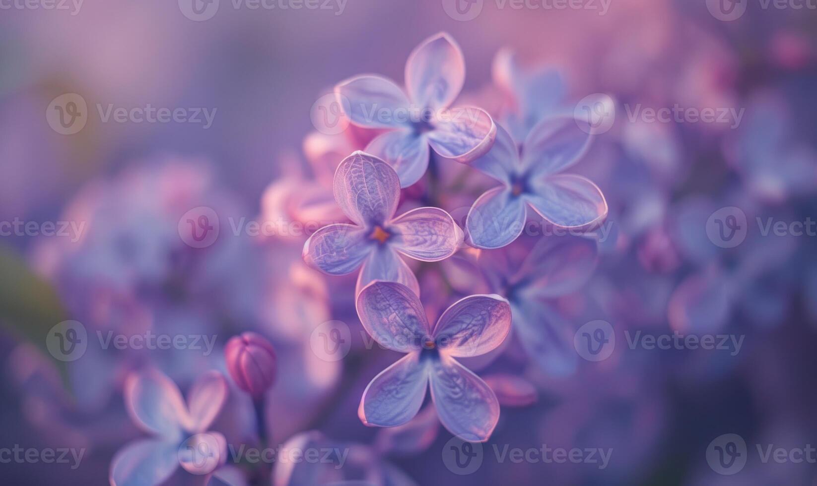 detailopname van lila bloesems in een tuin foto