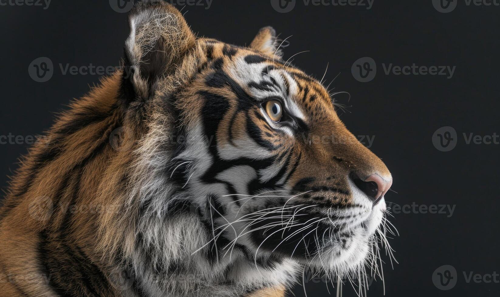 detailopname van een Siberisch tijger gezicht onder studio lichten foto