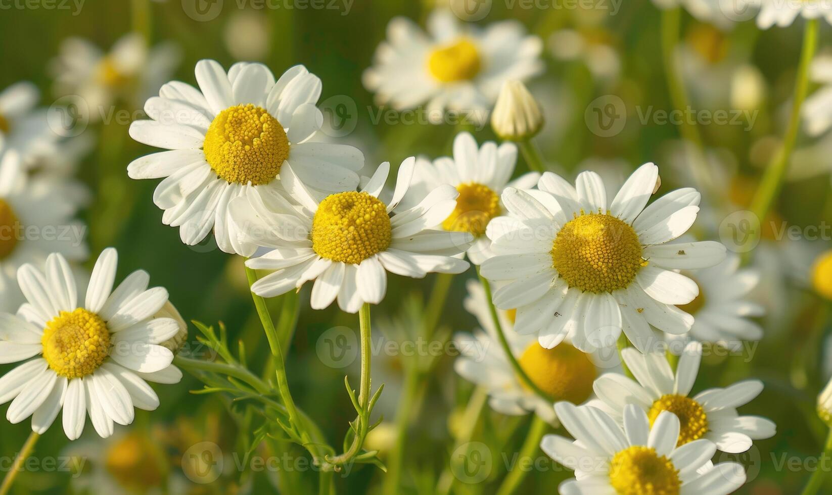 detailopname van kamille bloemen, selectief focus foto