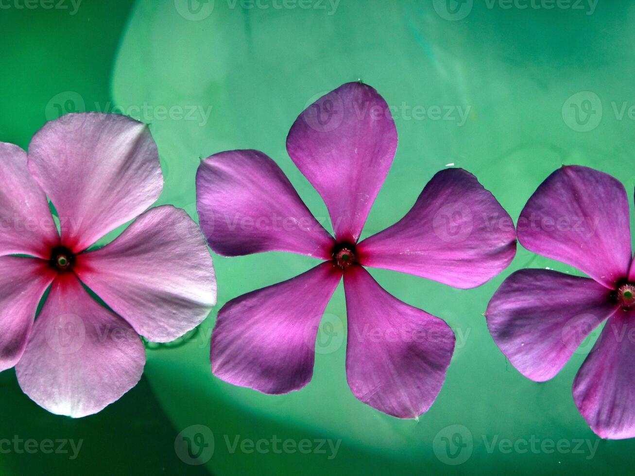 roze bloemen bloeien in de voorjaar foto