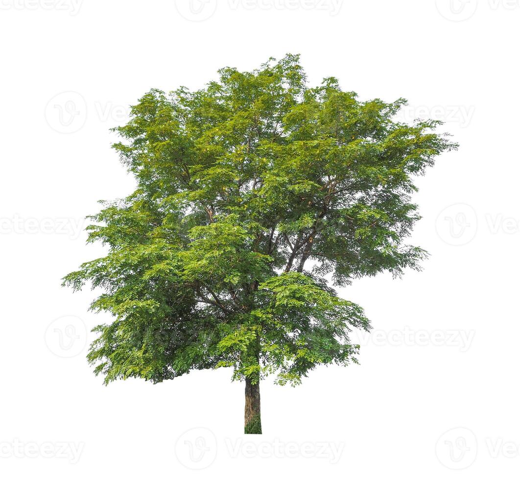 bomen dat zijn geïsoleerd Aan een wit achtergrond zijn geschikt voor beide het drukken en web Pagina's foto