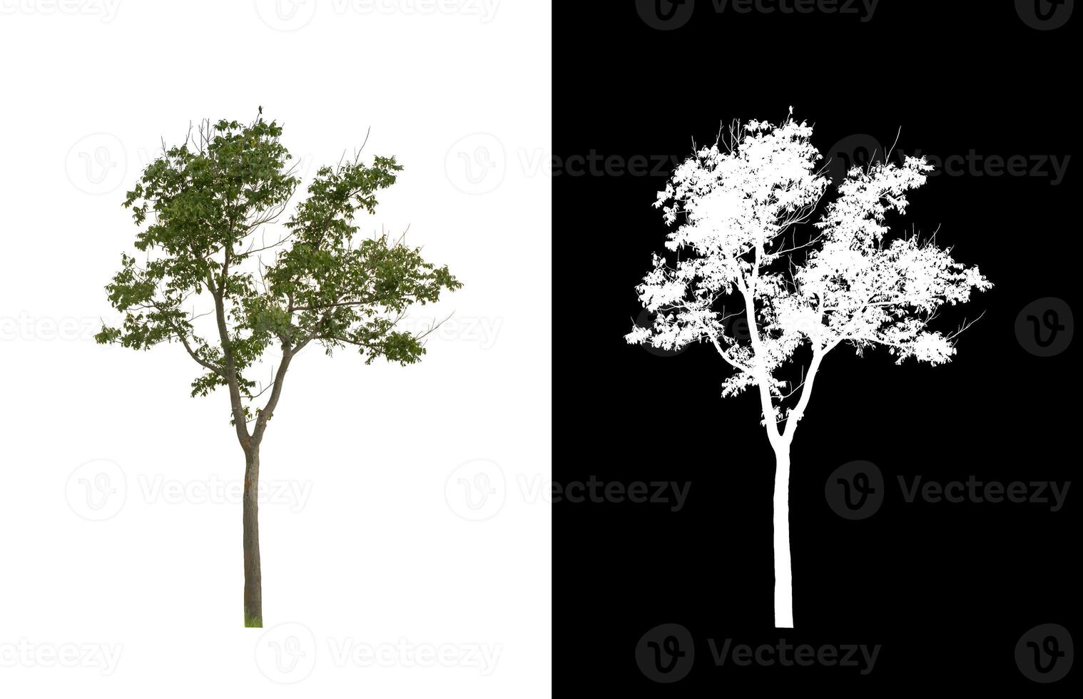 boom dat zijn geïsoleerd Aan wit achtergrond zijn geschikt voor beide het drukken en web Pagina's foto