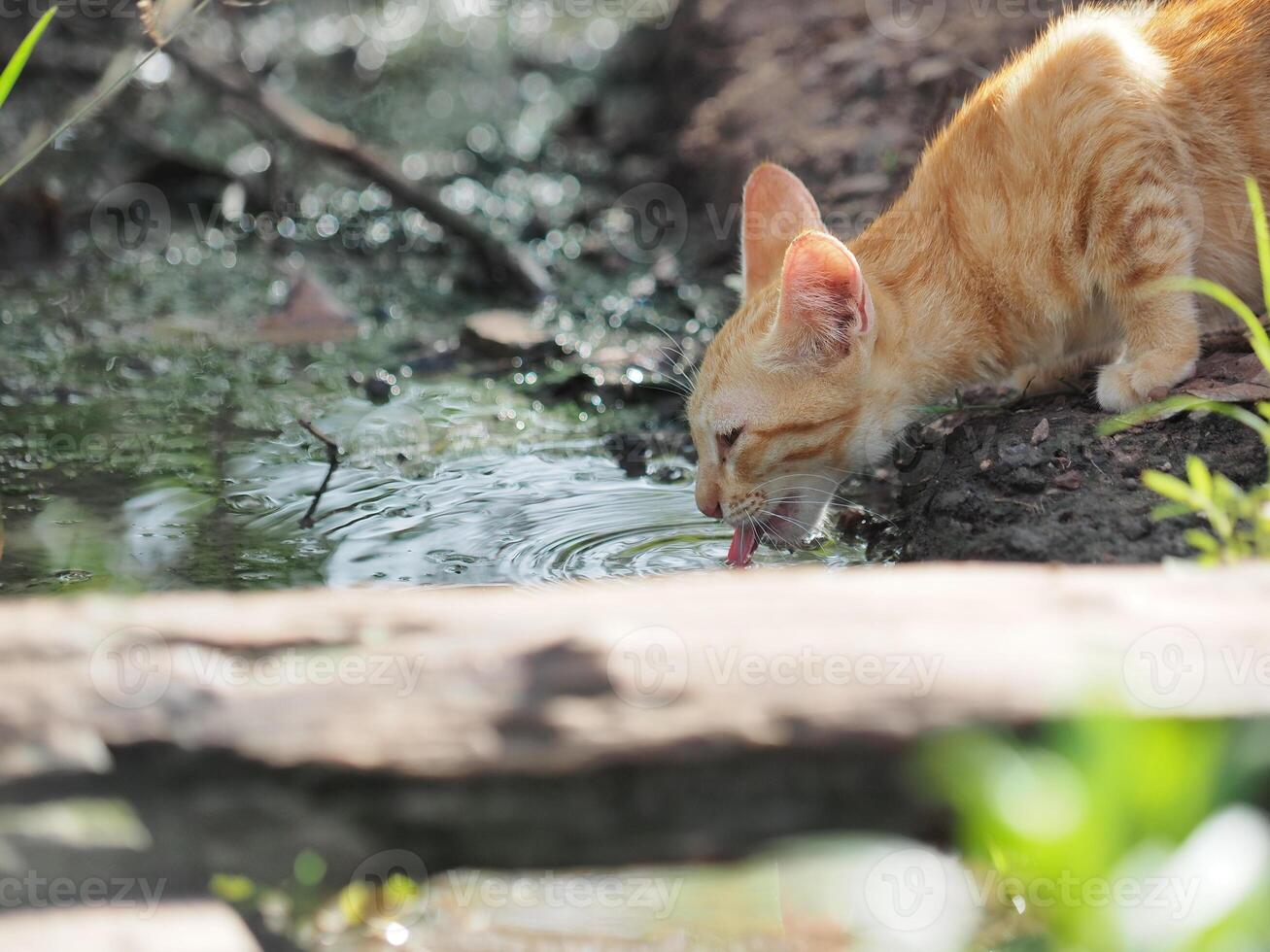 kat drinken water door de zwembad foto