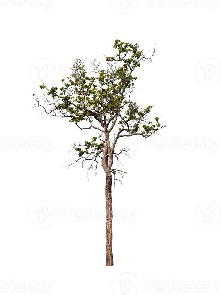 boom op een witte achtergrond foto