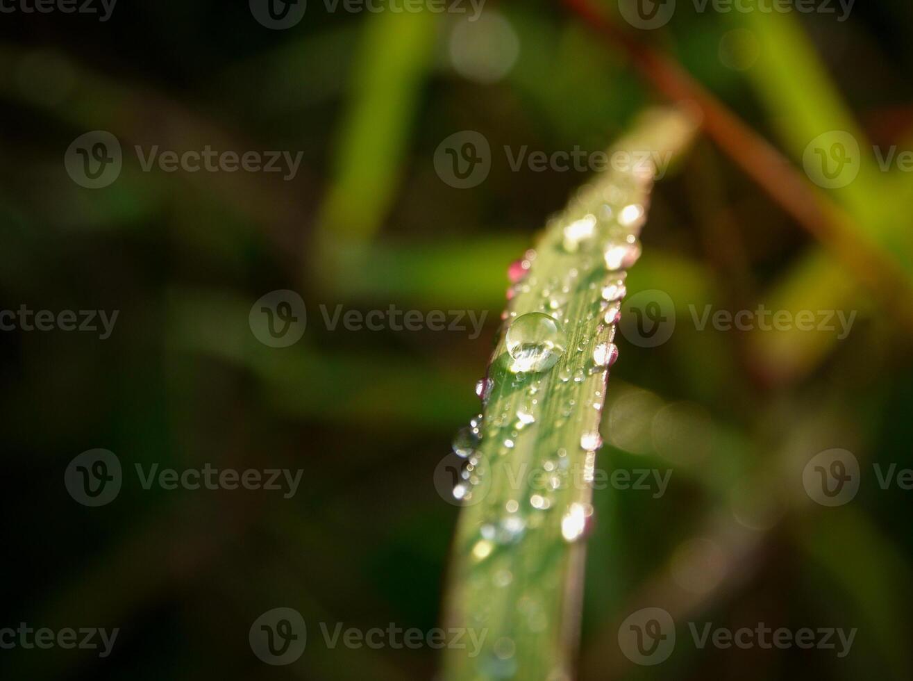 detailopname van regendruppels Aan bladeren foto