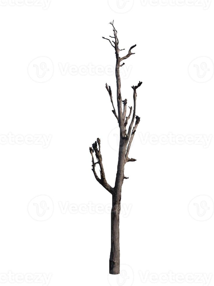 dode boom geïsoleerd op witte achtergrond foto