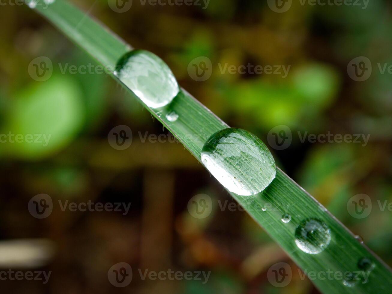 detailopname van regendruppels Aan bladeren foto