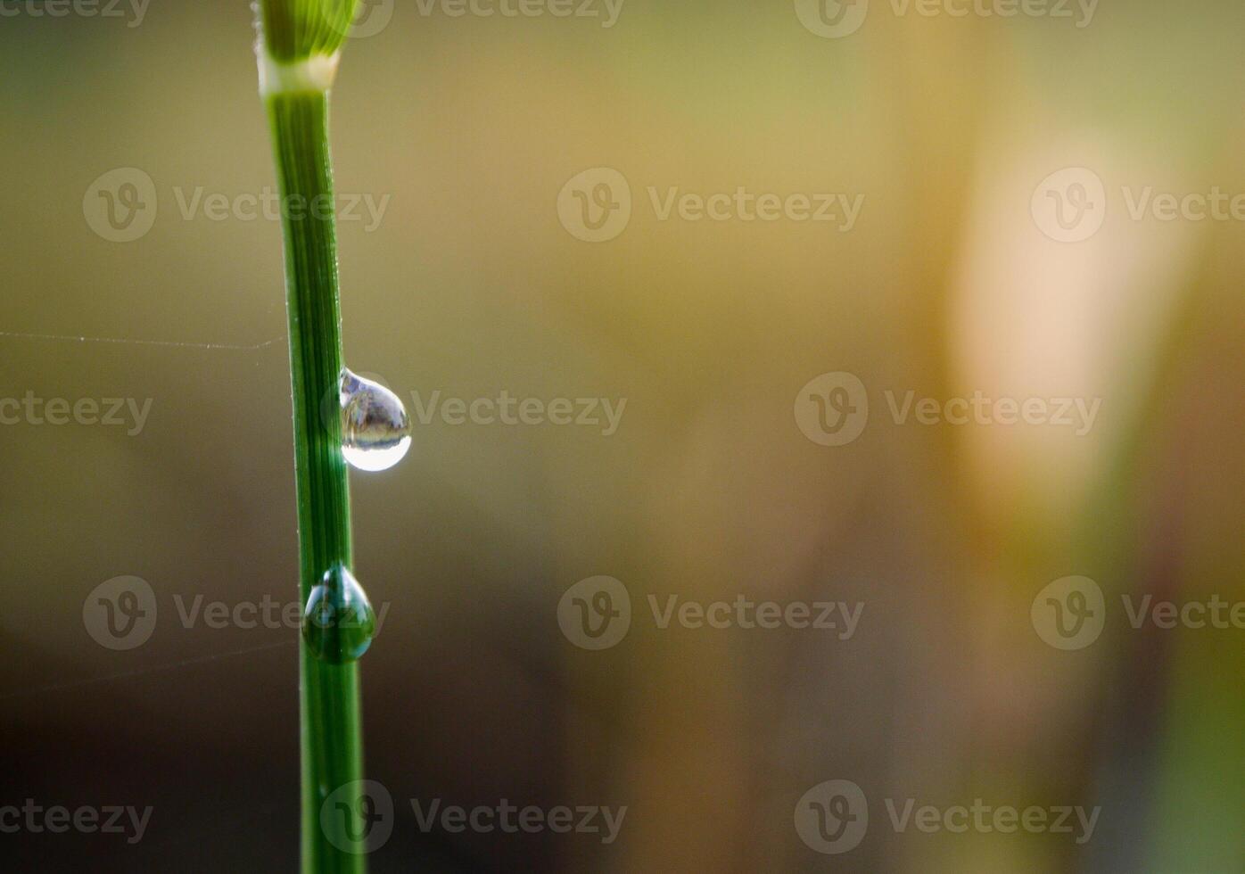 detailopname van regendruppels Aan bladeren foto