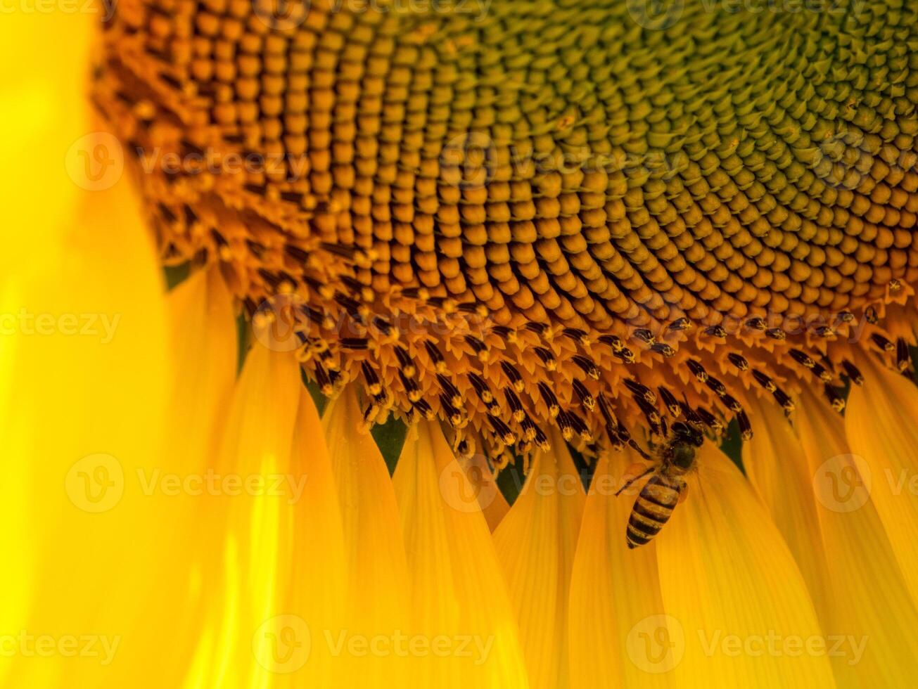 bij verzamelt nectar van een zonnebloem foto