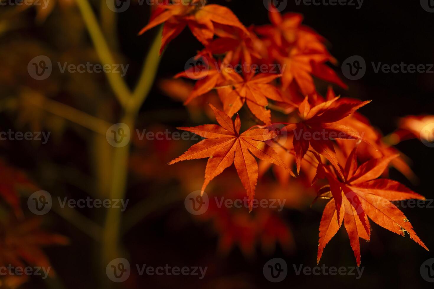 een verlichte rood bladeren Bij de traditioneel tuin Bij nacht in herfst dichtbij omhoog foto