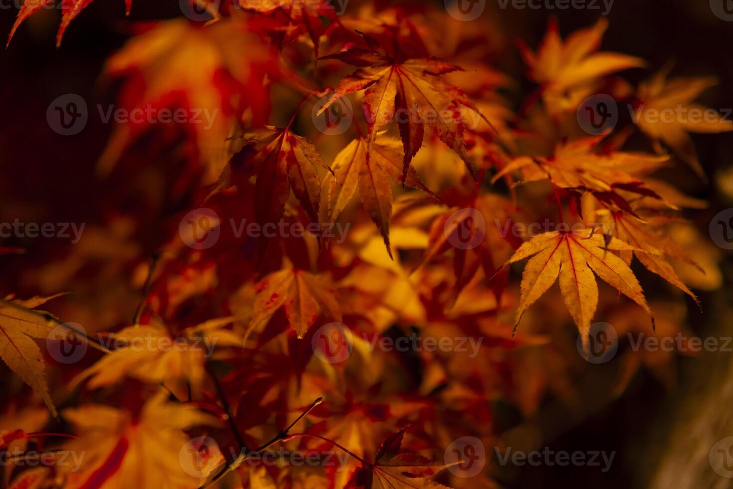 een verlichte rood bladeren Bij de traditioneel tuin Bij nacht in herfst dichtbij omhoog foto