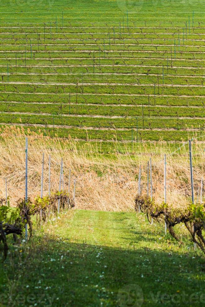 wijnmakerij veld in de lente foto