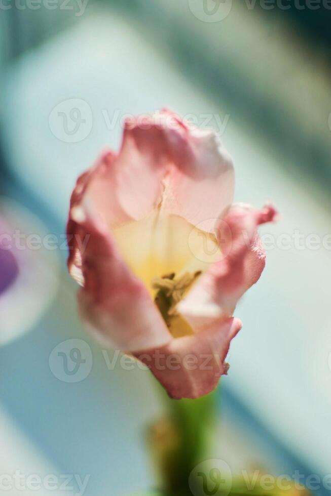 verwelkt tulpen Aan de vensterbank, de schoonheid van verwelken, de metafoor van veroudering, de schoonheid van oud leeftijd foto