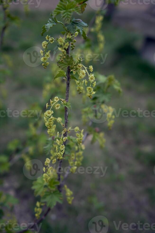 de eerste voorjaar bloemknoppen van zwart krenten foto