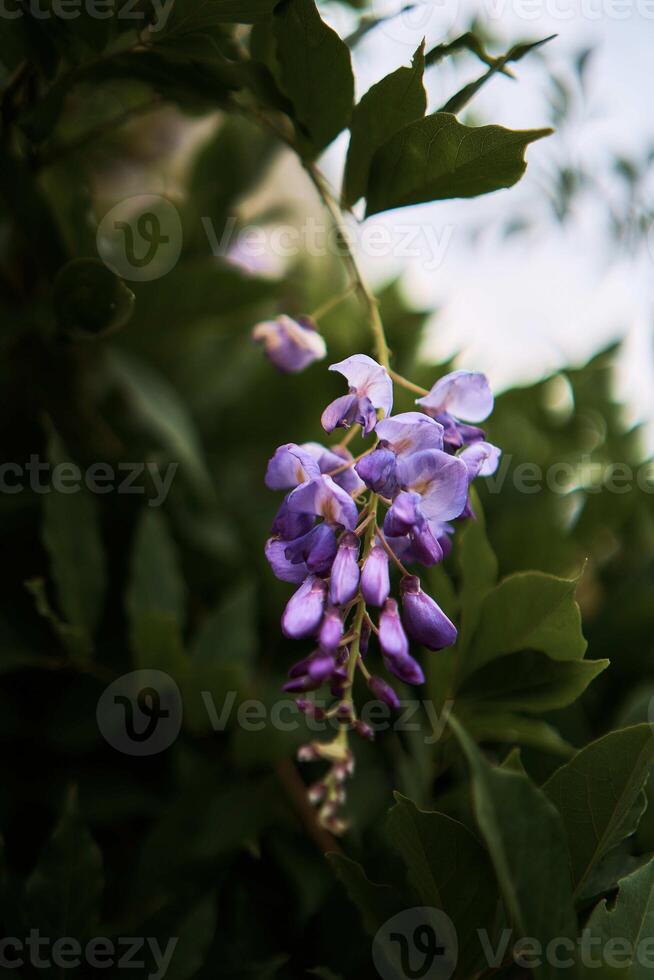 een mooi takken van Purper bloemen hangen van een boom in Istanbul foto