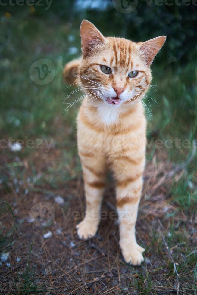 schattig perzik kat miauwt en strekt zich uit Aan de gras foto