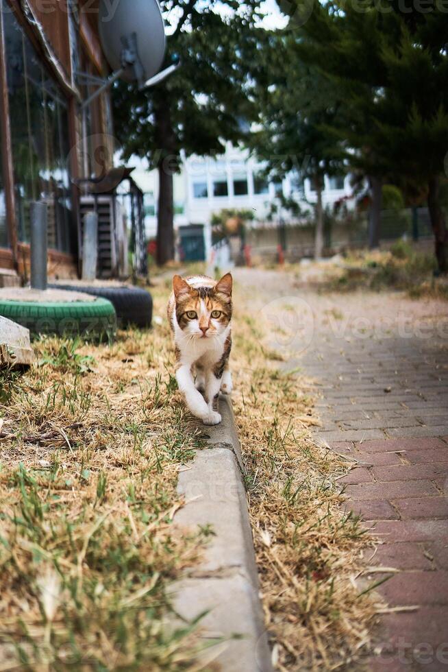 een teder calico kat Aan de strand van Istanbul foto