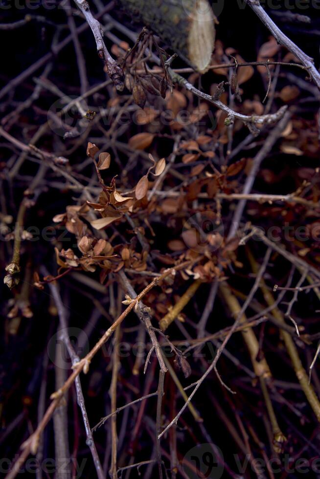 structuur van bruin Afdeling en droog bloemen na regen foto