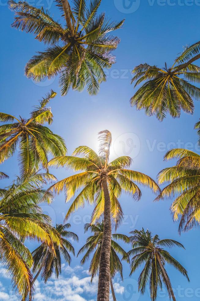 palmbomen en zonlicht foto