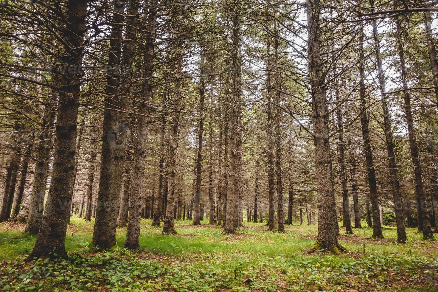 hittegolf en waterloze periode in groenblijvende bossen. foto