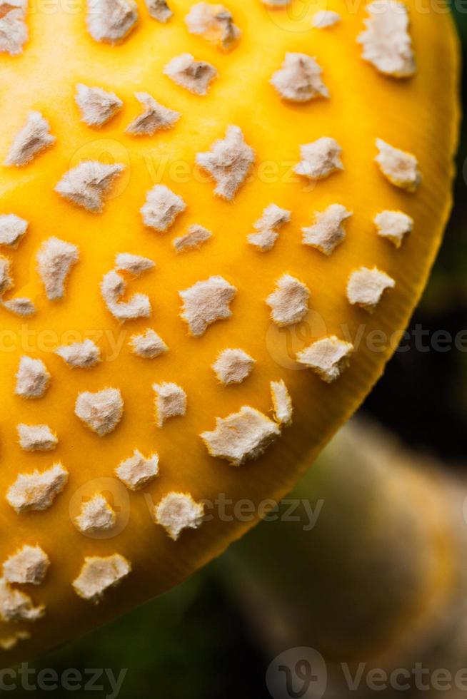 giftige gele paddenstoel in de natuur foto