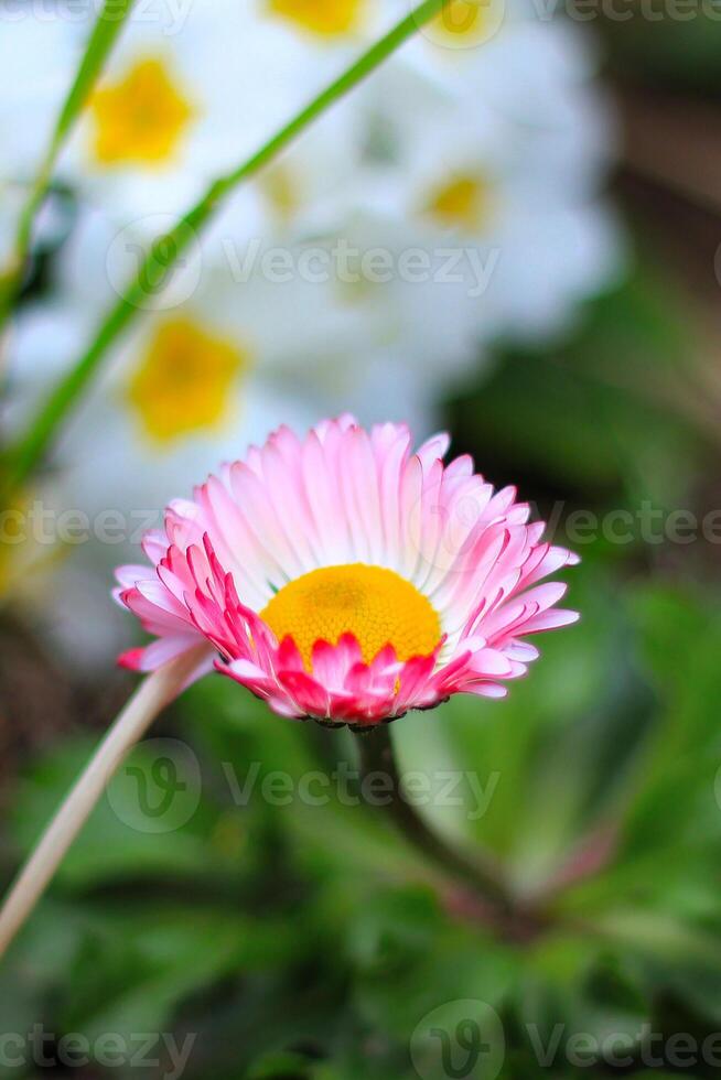 roze kamille, helipterum detailopname. foto