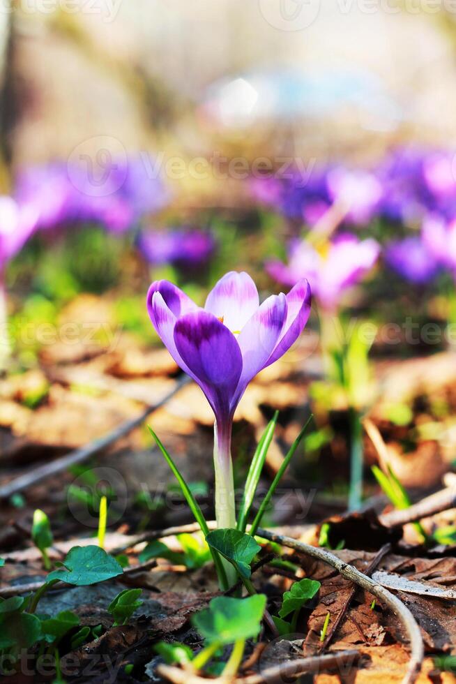 Purper krokus groeit in een oud Woud in droog bladeren. krokussen. restauratie van land. foto