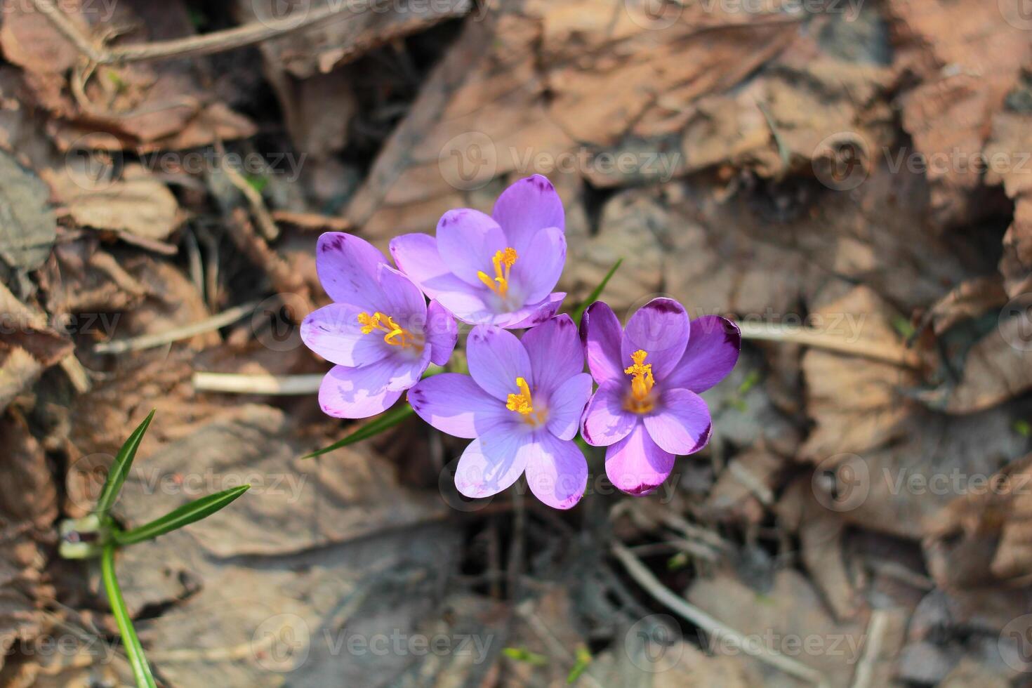 Purper krokus groeit in een oud Woud in droog bladeren. krokussen. restauratie van land. foto