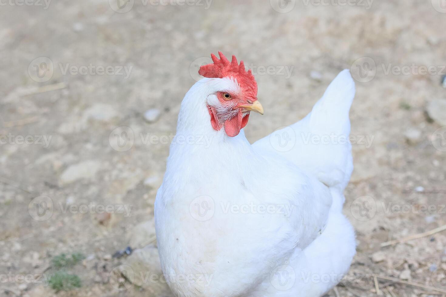 een kip in de foto. vrij reeks kippen pikken in de gras, op zoek voor voedsel Aan een zonnig dag. huis boerderij. huiselijk kippen. zomer dag Aan de boerderij. portret van een kip. foto