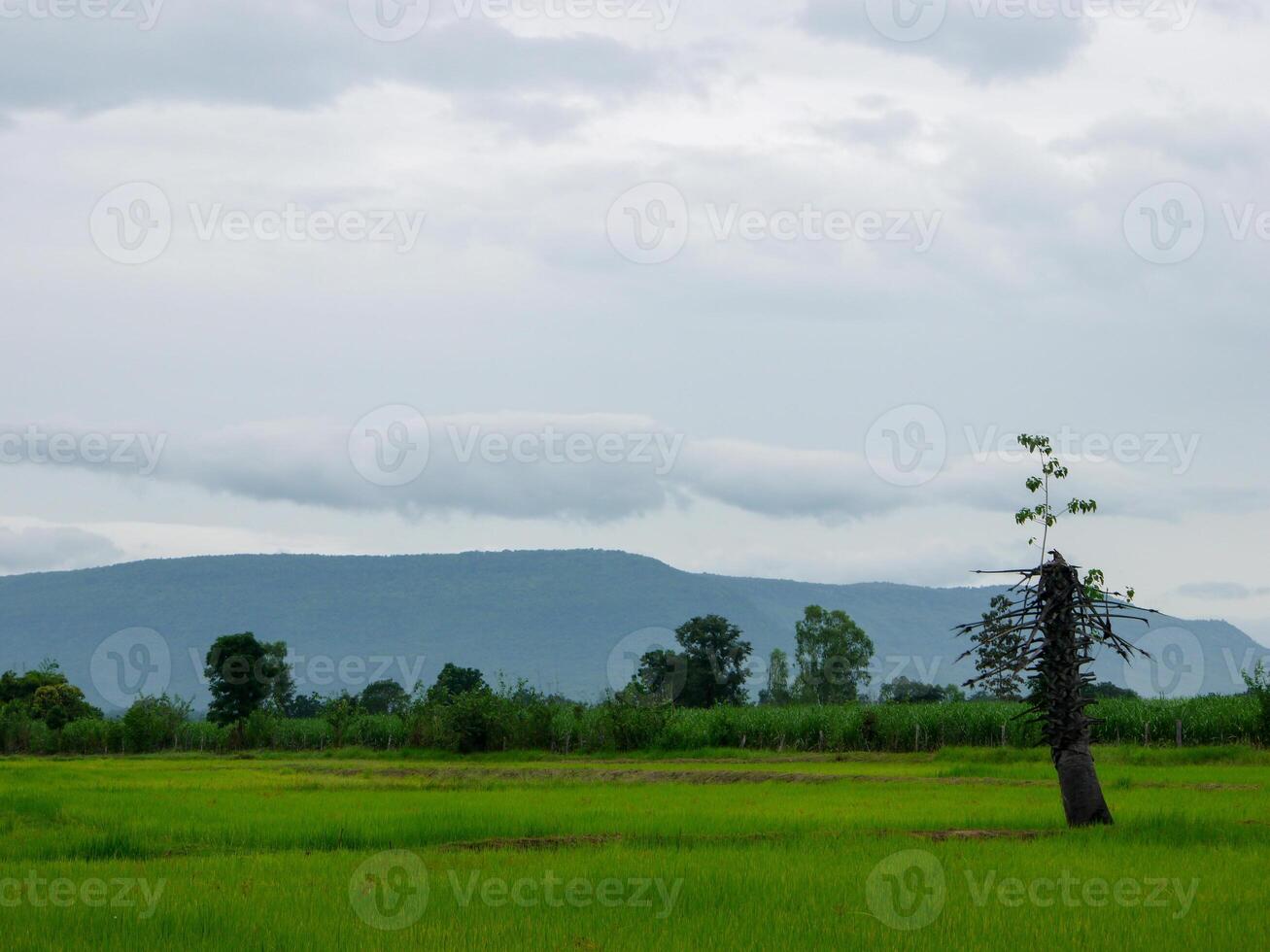 rijst- veld- in de ochtend. foto