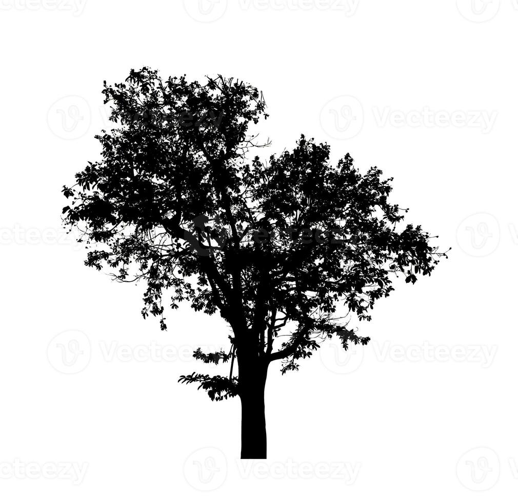 boom silhouet voor borstel Aan wit achtergrond. foto