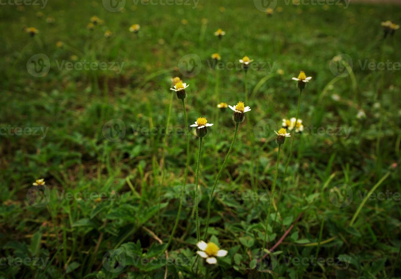 gras bloem foto van schoonheid wilde bloemen in de veld-