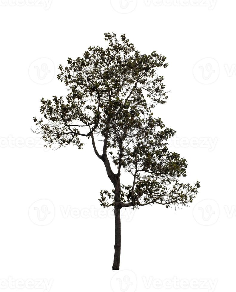 boom dat zijn geïsoleerd Aan een wit achtergrond zijn geschikt voor beide het drukken en web Pagina's foto