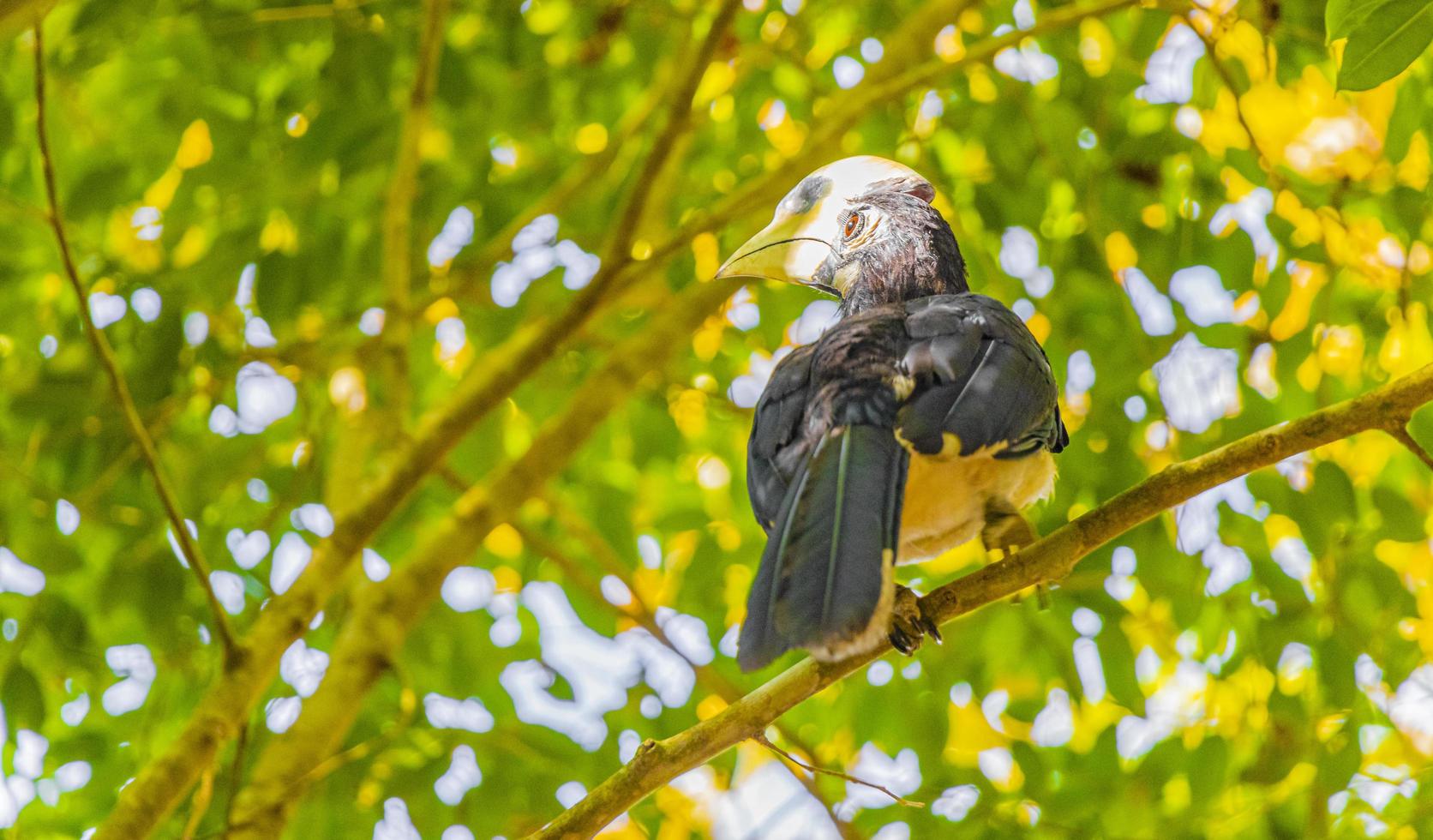 grote indische neushoornvogel vogel gele snavel koh phayam ranong thailand. foto