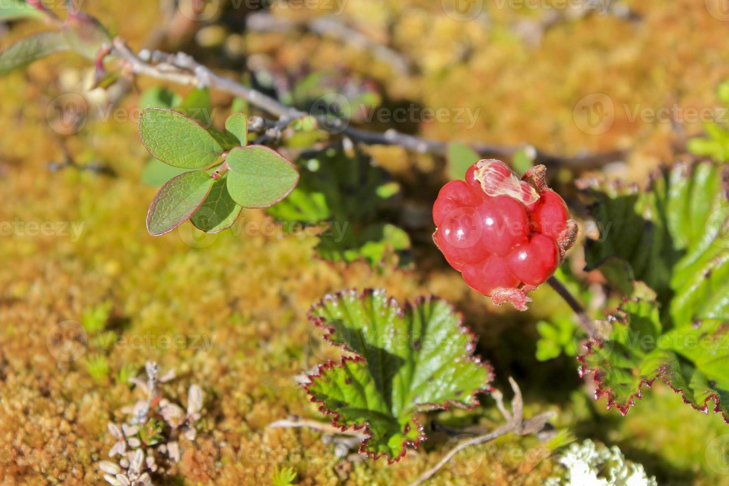 rode bergbraambes, fruit en planten in noorwegen. foto