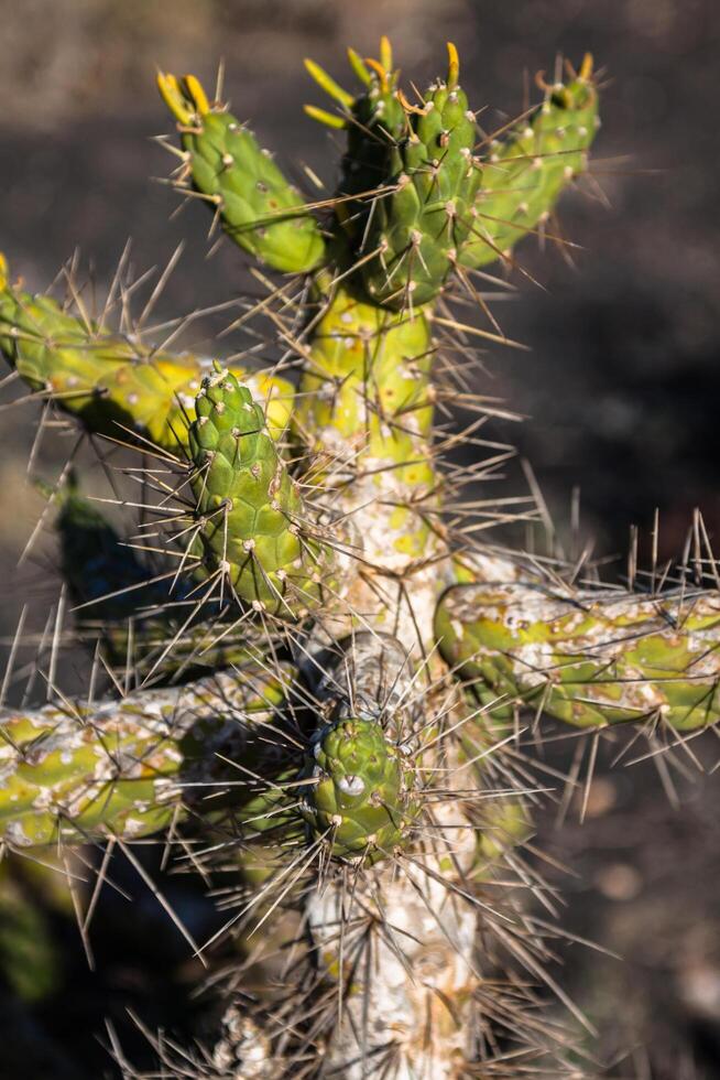 divers cactussen in de serre. tuinieren thema. foto