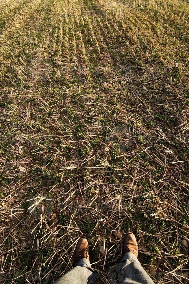 boer voeten in het gras foto