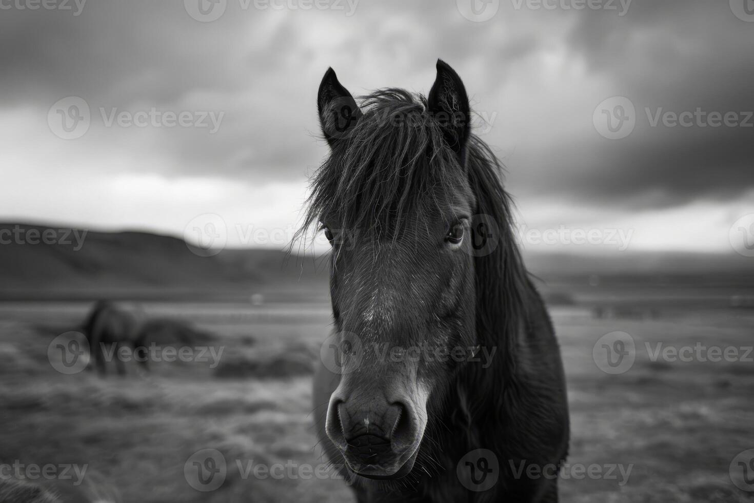 portret van een IJslands paard in veld- foto