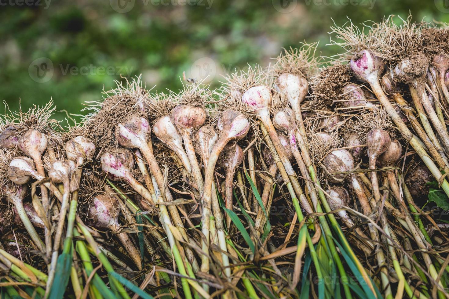 vers geplukte knoflookstapel met wortels foto