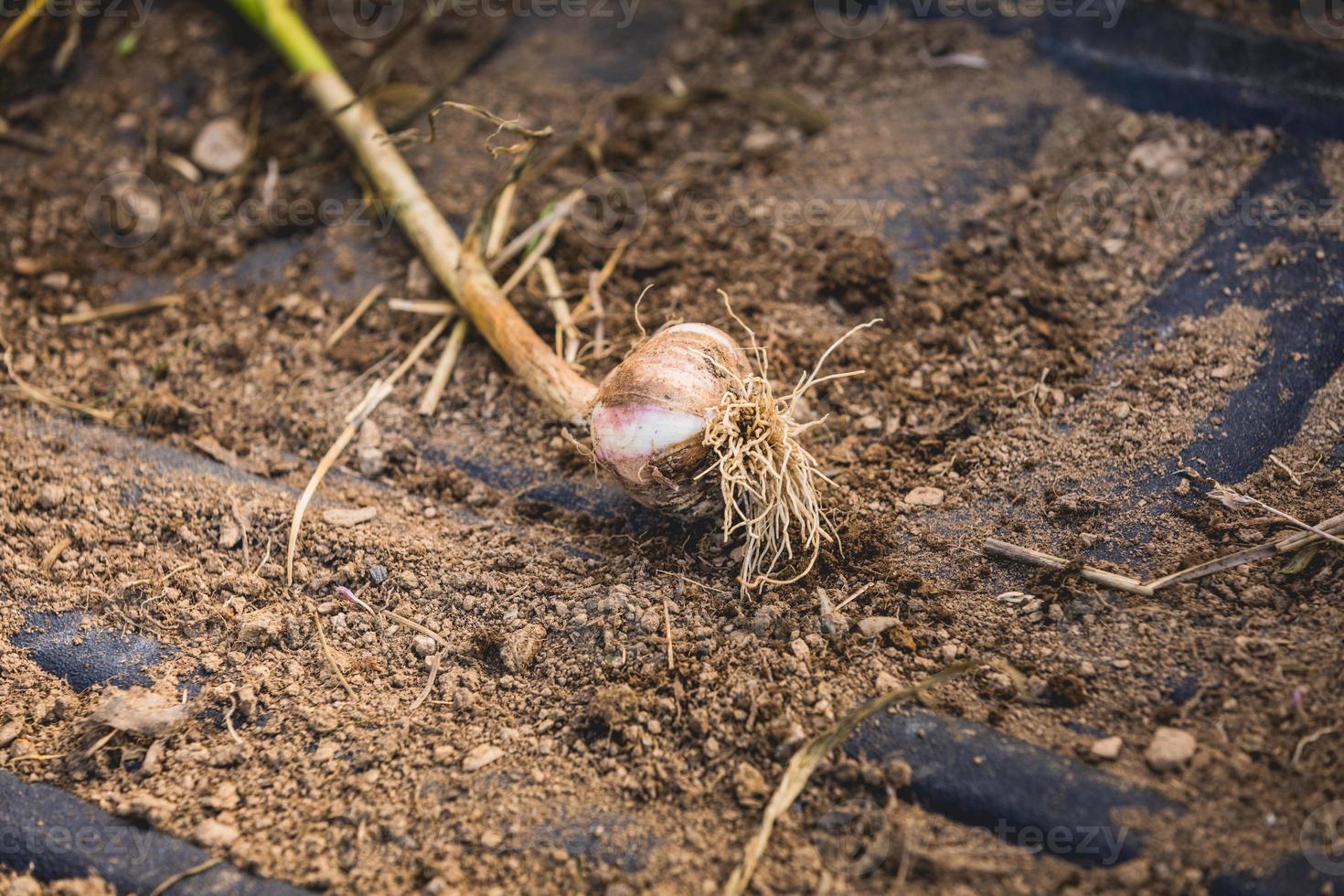 vers geplukte knoflookbol op aarde en vuil foto