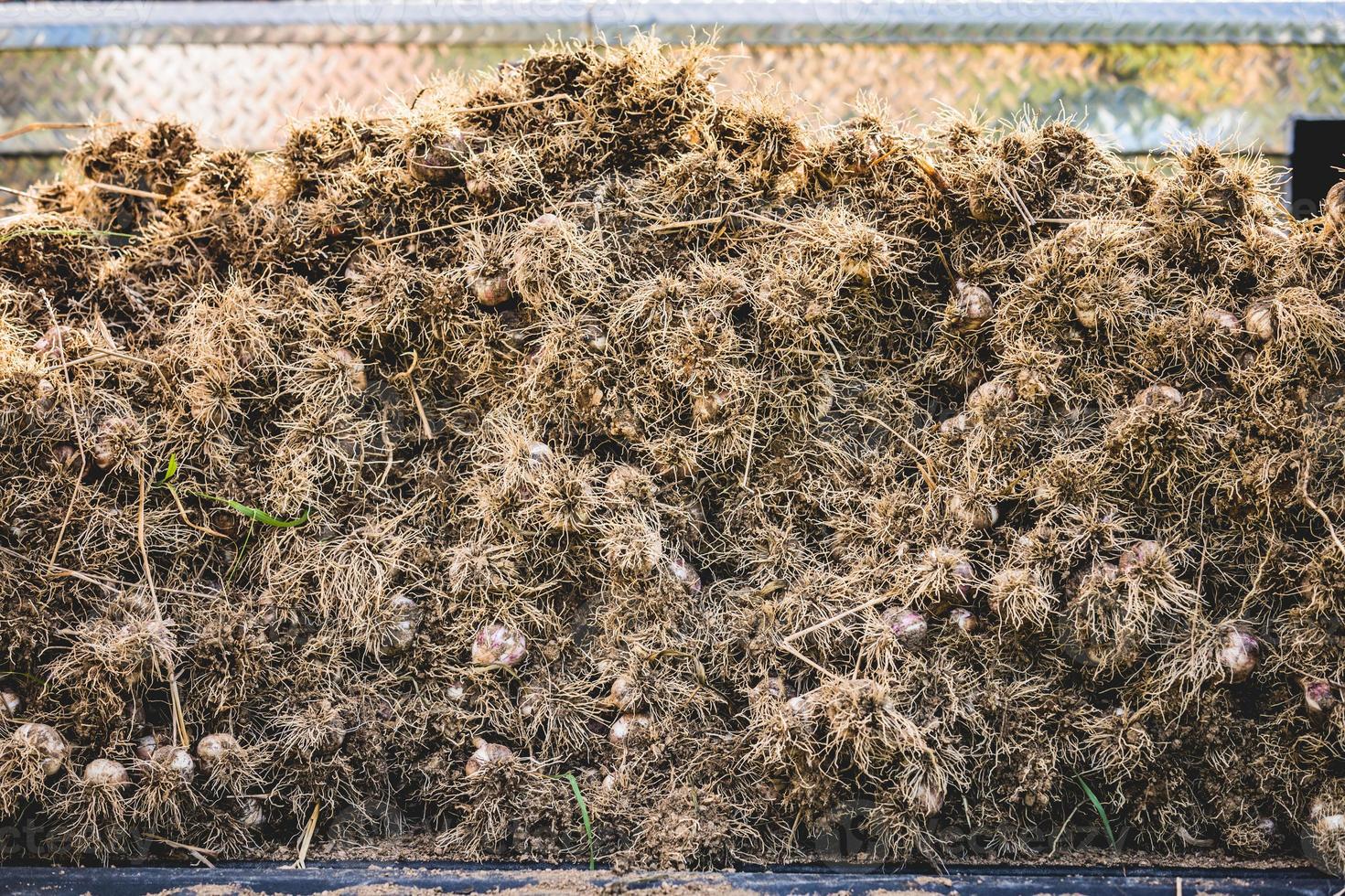 vers geplukte knoflookstapel met wortels foto