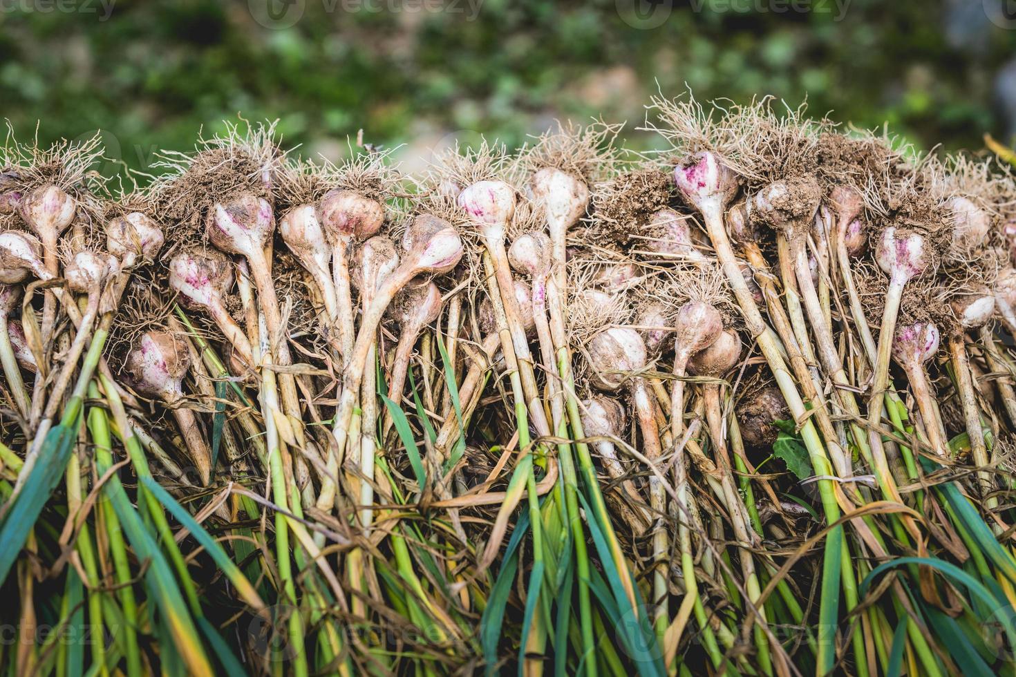 vers geplukte knoflookstapel met wortels foto