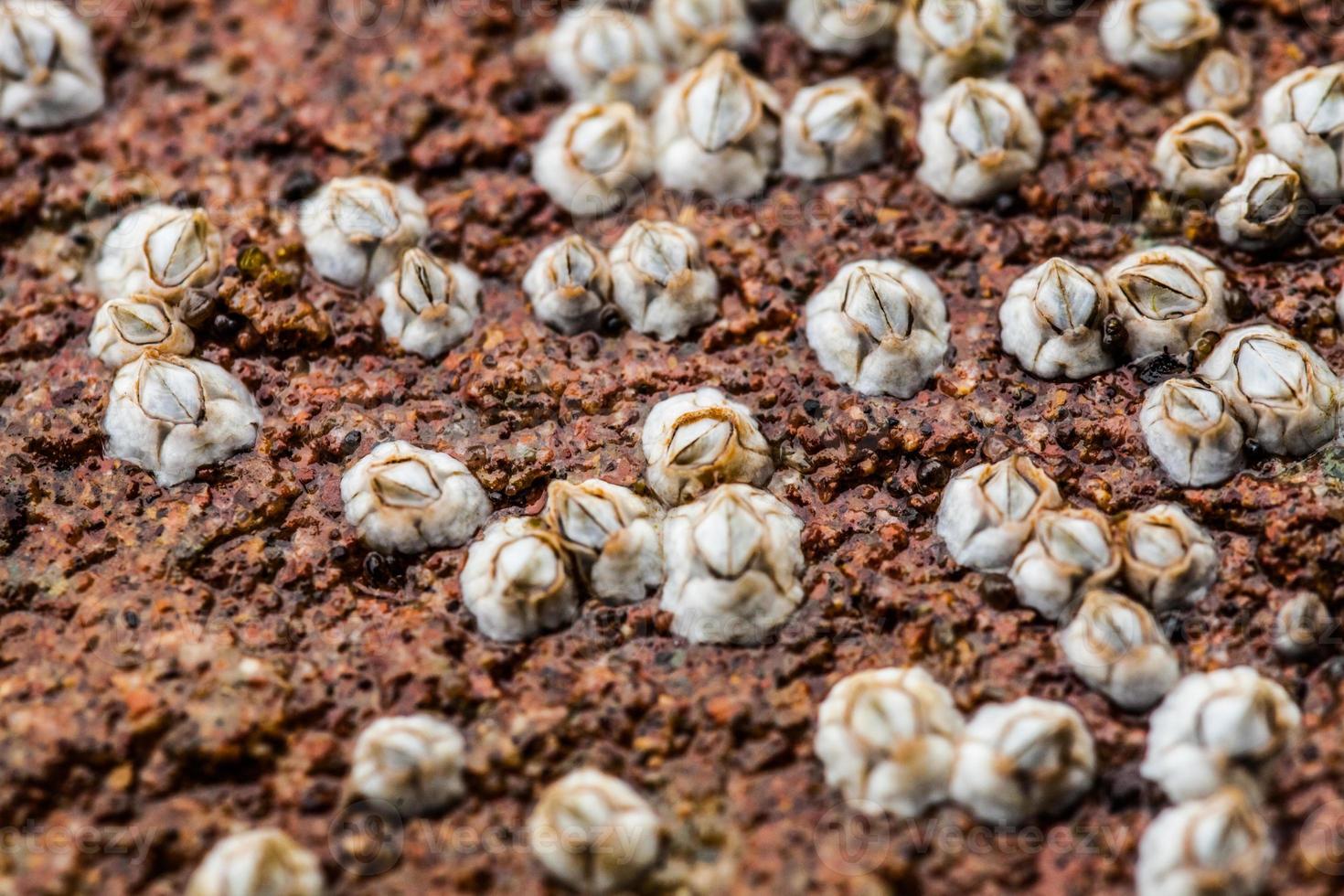 macro van een witte balanus glandula op een rots foto