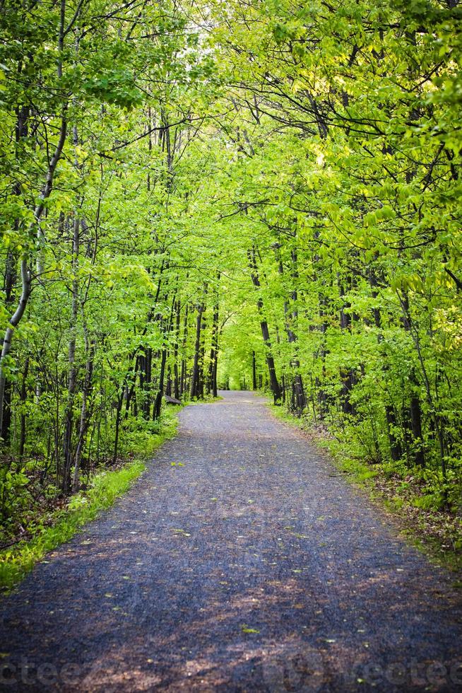 pad in het bos foto