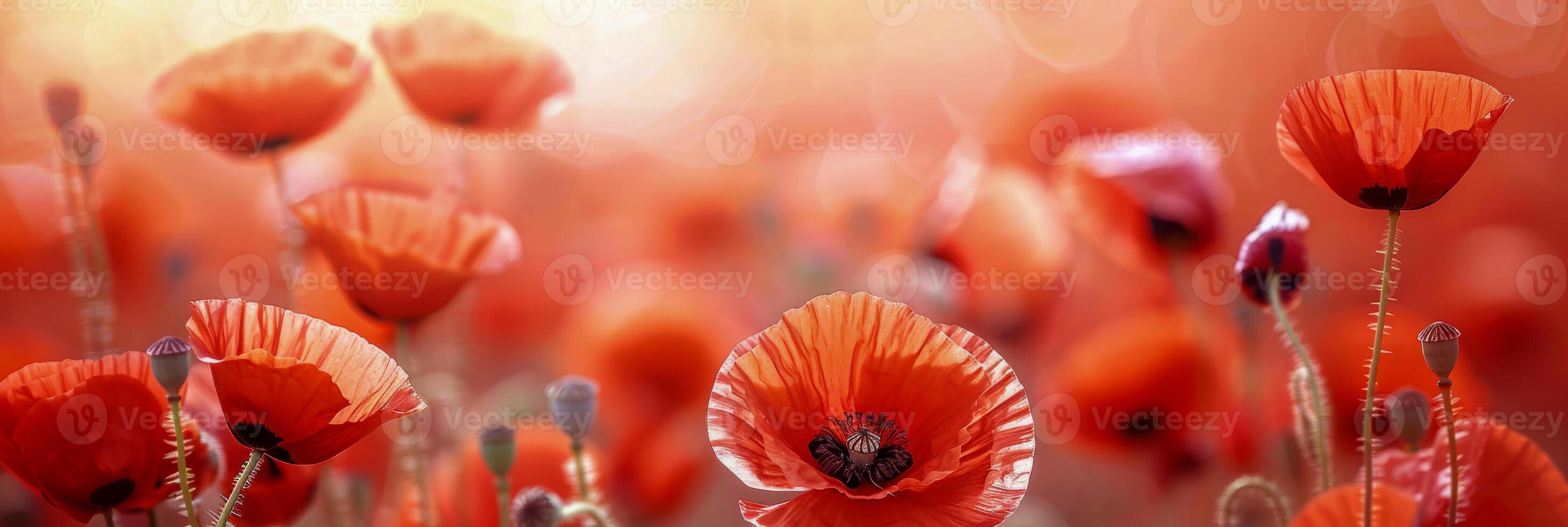 ai gegenereerd de delicaat schoonheid van rood klaprozen in een veld- is gevangen genomen met een zacht focus, oproepen tot een zin van droomachtige zich afvragen foto