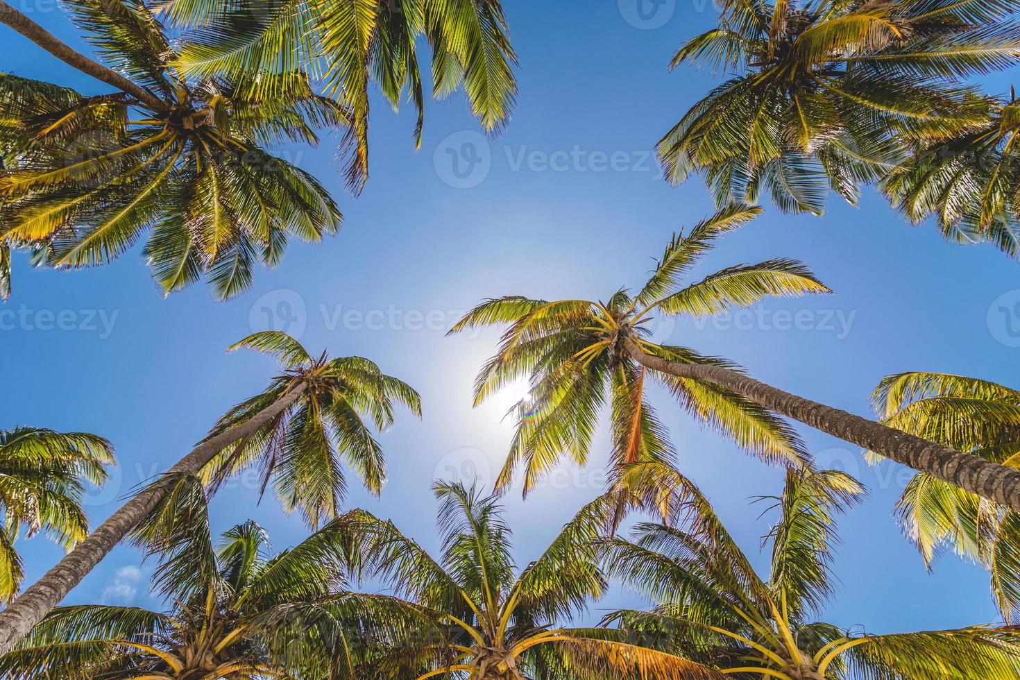 palmbomen en zonlicht foto