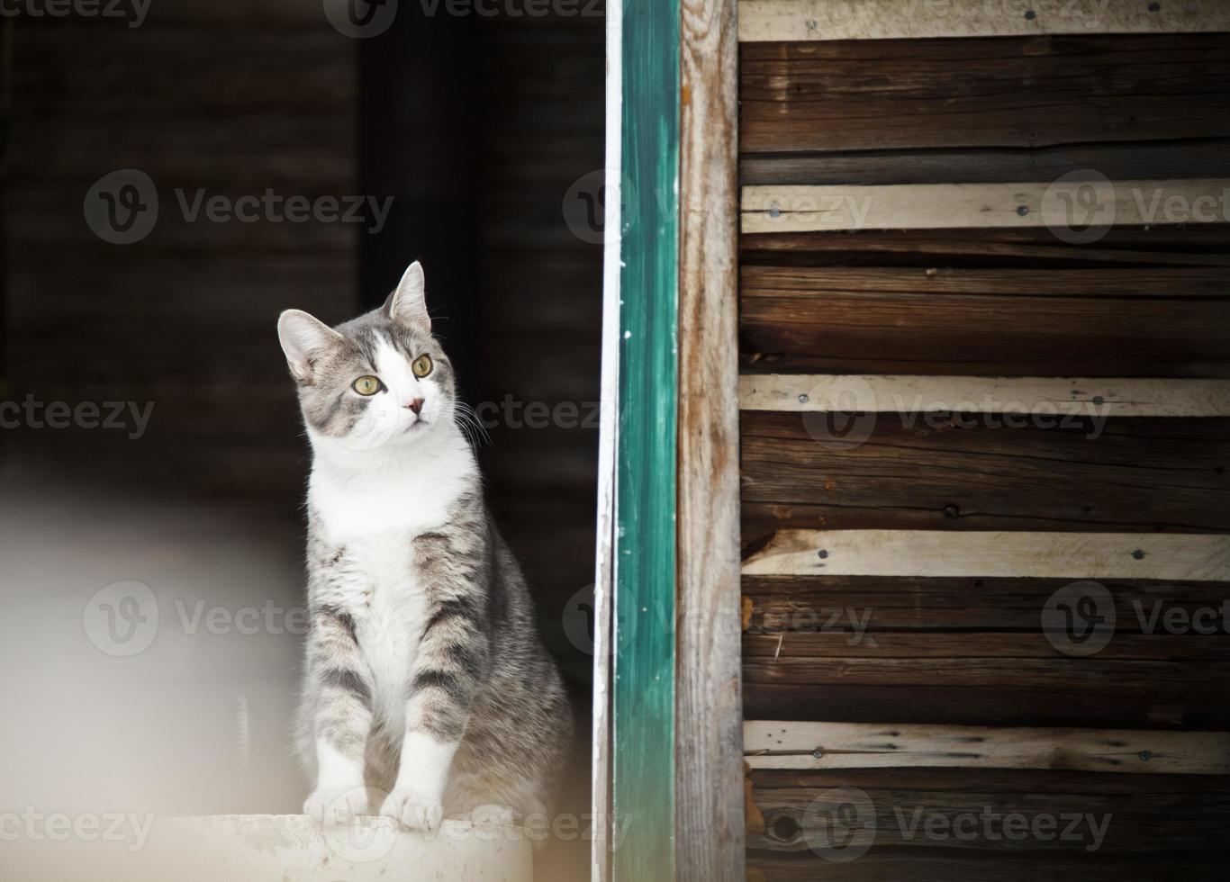 kat buiten kijken foto