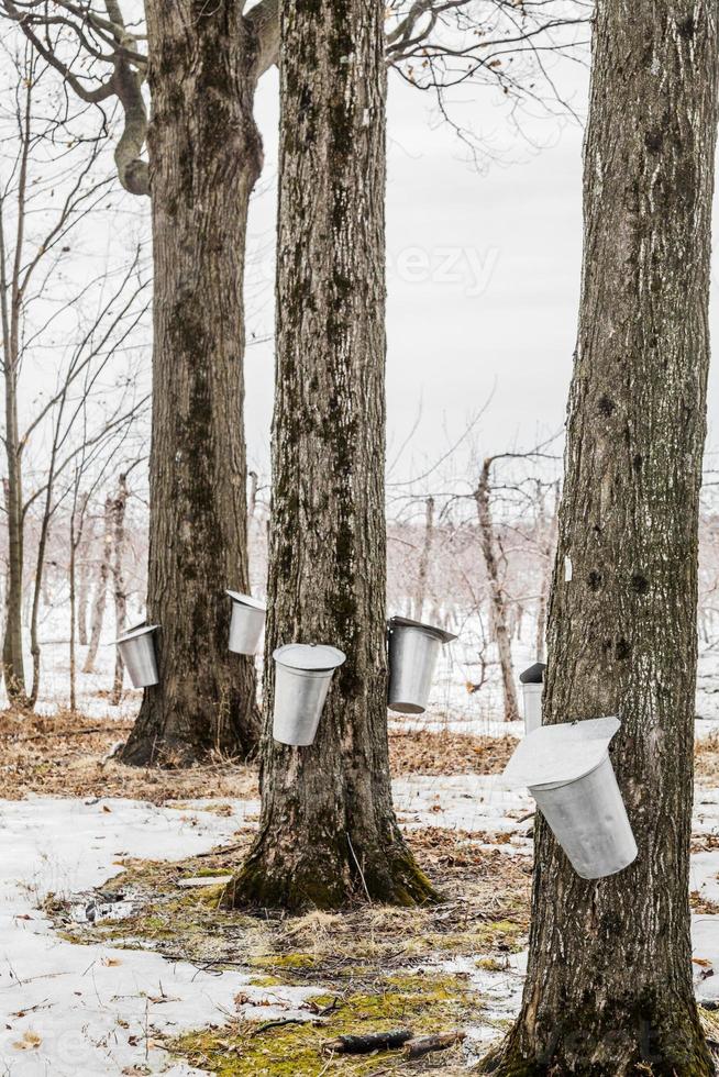 bos van esdoornsap emmers op bomen foto