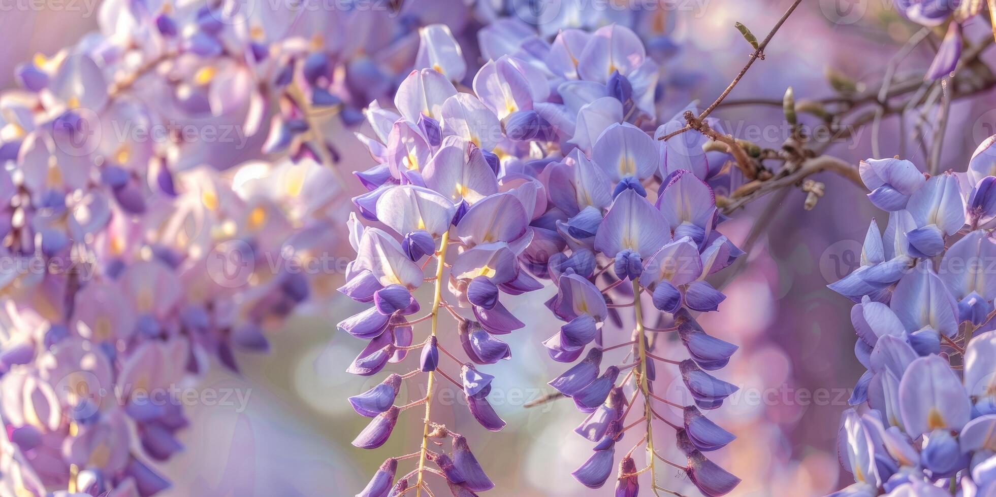 blauweregen sinensis. detailopname foto van Japans blauweregen bloemen. bloesem achtergrond. Purper bloemen in de tuin.