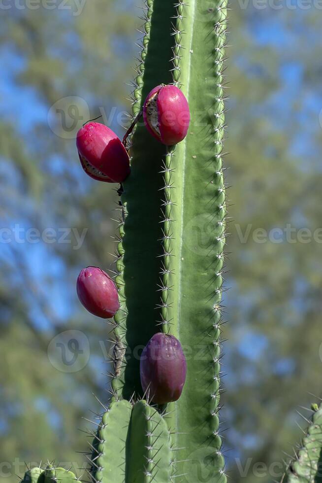 dichtbij omhoog van cactus fruit Aan boom. foto